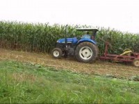 sugarcane