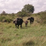 P1010036 water buffalo coming down to water