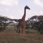 P1010040 giraffe munching on the trees