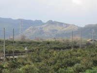 oranage grove