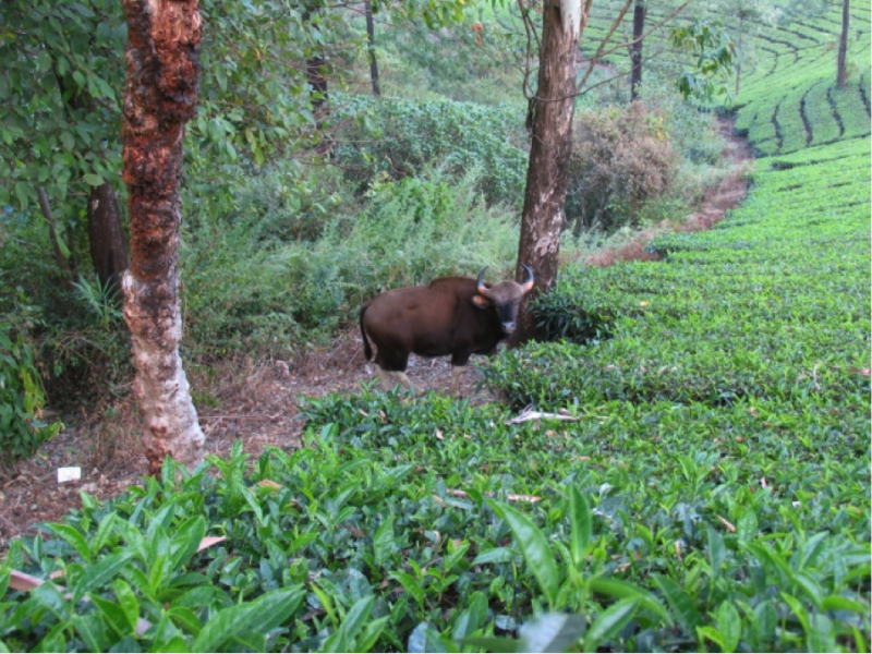 Gaur at the sharp boundary between tea plantation and native forest, near Valparai, Tamil Nadu. Photos taken by Dr Christopher Young.