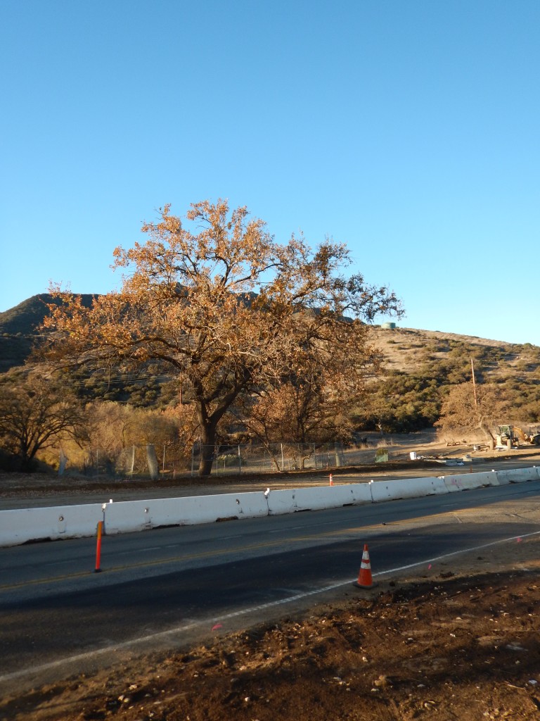 tree where many of the 250 gathered
