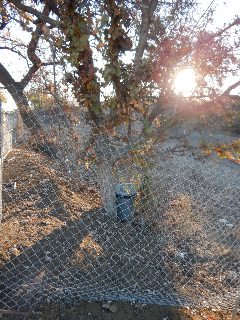 garbage can still chained to shape-up tree