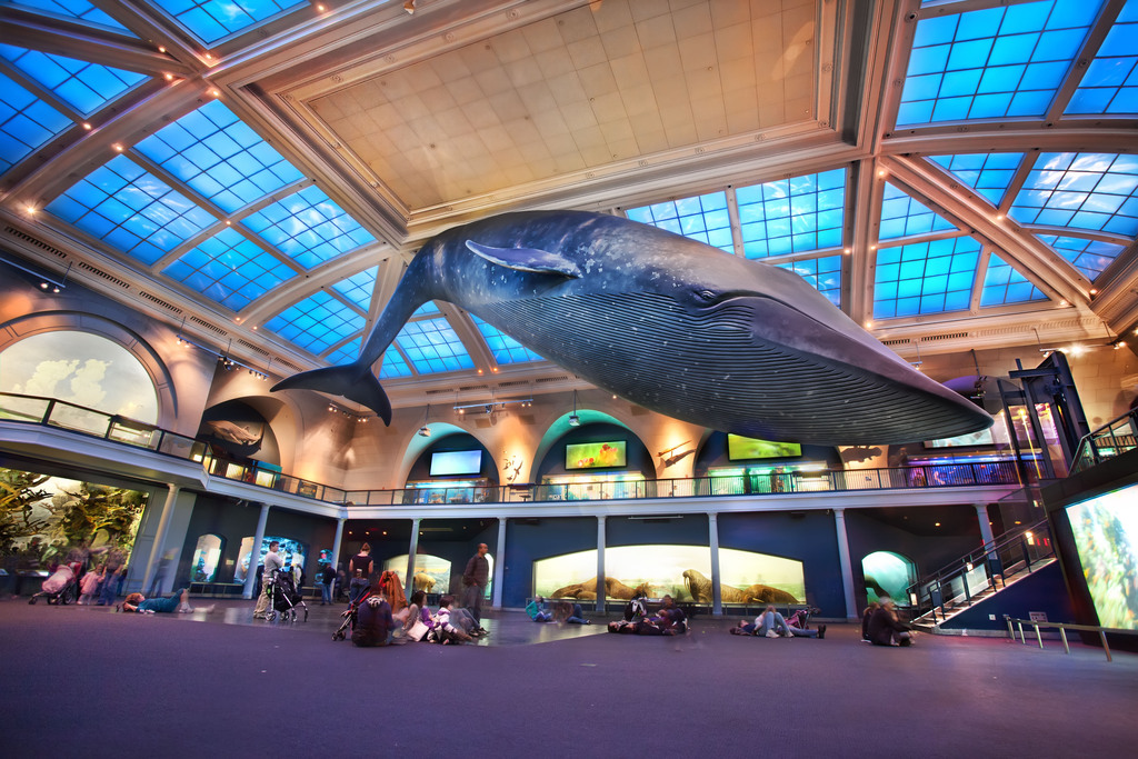 american-museum-of-natural-history-wade-rathke-chief-organizer-blog